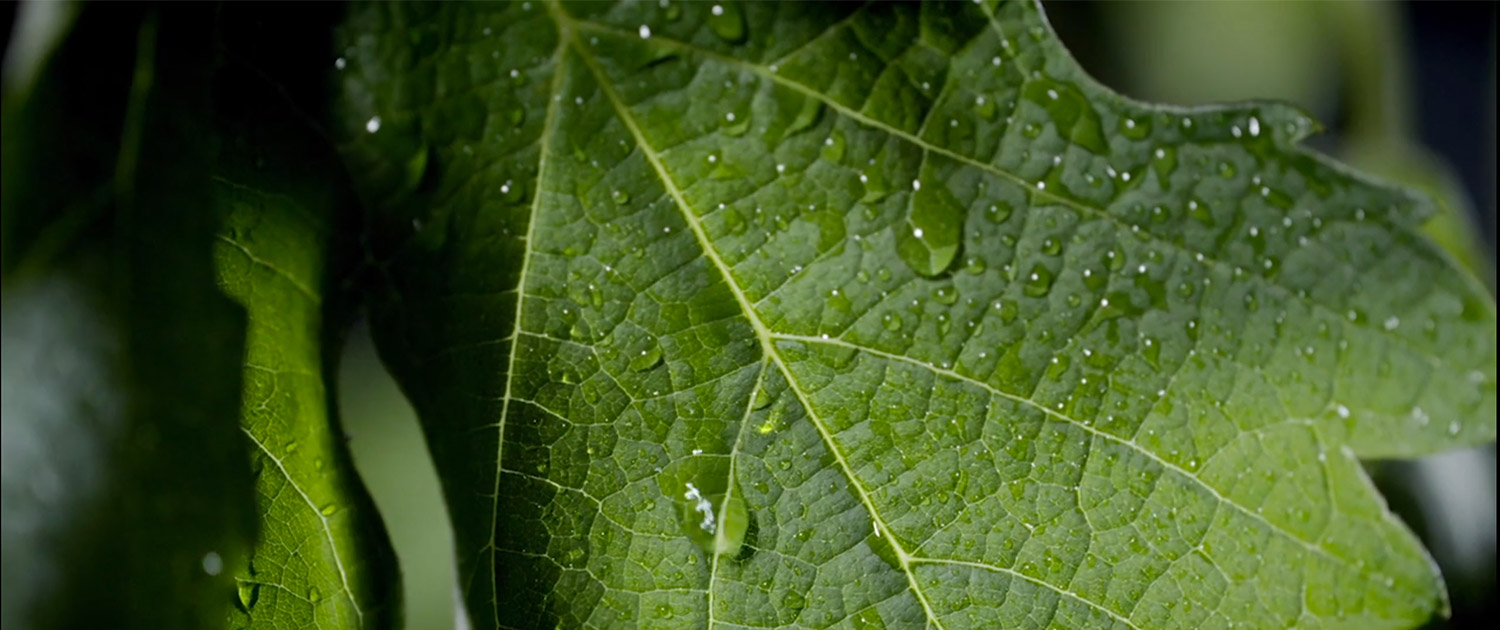leaf